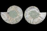 Cut & Polished Ammonite Fossil - Agatized #103082-1